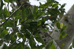 Cyclopsitta diophthalma