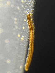 Brachyiulus
