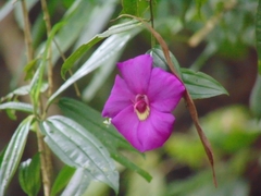 Meriania speciosa