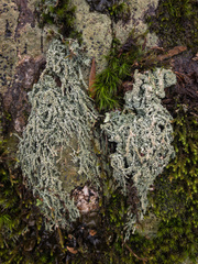Pertusaria globularis