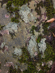 Pertusaria globularis