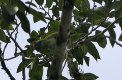 Cyclopsitta diophthalma