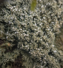 Pertusaria globularis