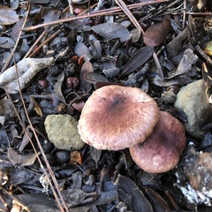 Agaricus micromegethus