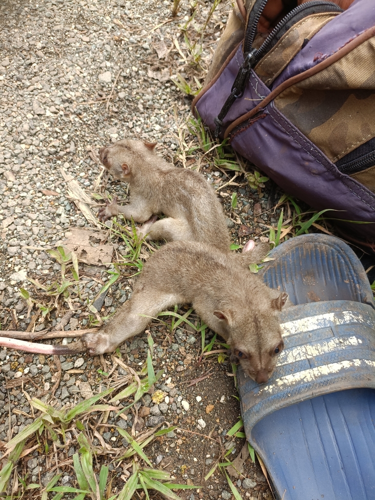 Northern Common Cuscus from Werwaru, Kec. Moa Lakor, Kabupaten Maluku ...