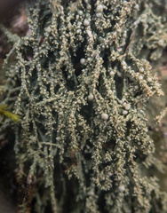 Pertusaria globularis