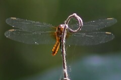 Libelluloidea