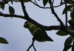 Cyclopsitta diophthalma