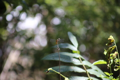 Libelluloidea