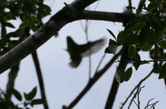 Cyclopsitta diophthalma