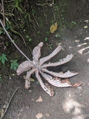 Cecropia peltata