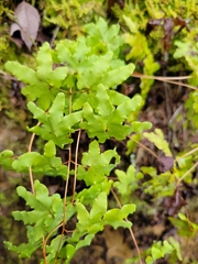 Lygodium palmatum