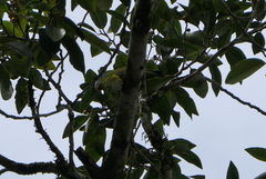 Cyclopsitta diophthalma