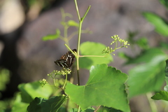Neptis andetria