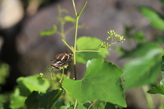 Neptis andetria