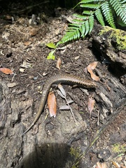 Silvascincus murrayi