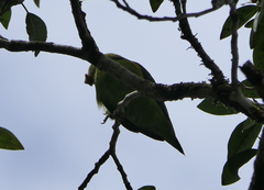 Cyclopsitta diophthalma