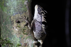 Acanthosaura phuketensis