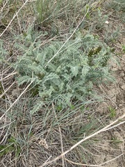 Astragalus drummondii
