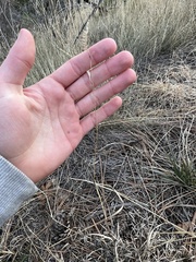 Bouteloua gracilis