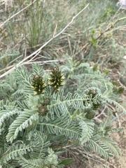 Astragalus drummondii