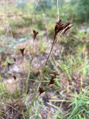Juncus greenei