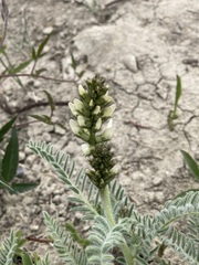 Astragalus drummondii