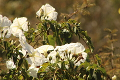 Ipomoea pauciflora