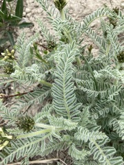 Astragalus drummondii