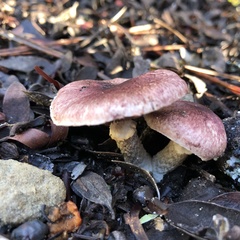 Agaricus micromegethus
