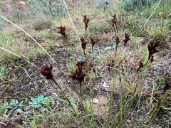 Juncus greenei