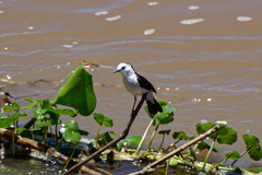 Fluvicola albiventer