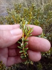 Olearia cymbifolia