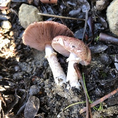 Agaricus micromegethus