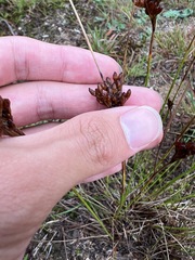 Juncus greenei