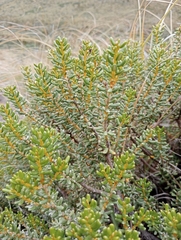 Olearia cymbifolia