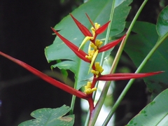 Heliconia latispatha