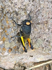 Perixerus