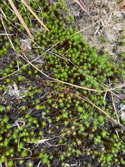 Polytrichum piliferum