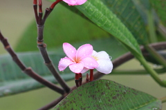 Plumeria