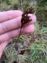 Juncus greenei