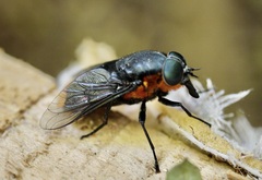 Osca lata