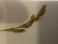 Carex bromoides bromoides