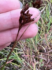 Juncus greenei