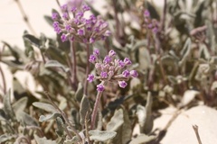 Abronia angustifolia