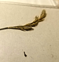 Carex bromoides bromoides