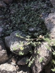 Lotononis platycarpa