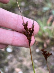 Juncus greenei