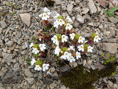 Euphrasia laingii