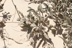 Abronia angustifolia